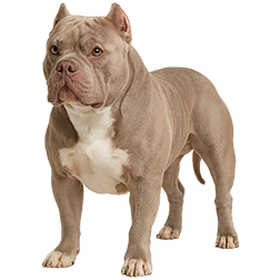 XL Bully Dog